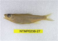 藏品(平頜鱲)的圖片